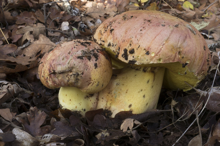 Butyriboletus querciregius